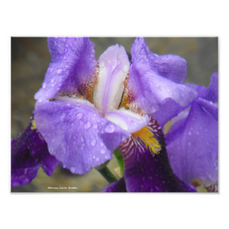 Foto Anatomia da Coleção de Tulipas IV