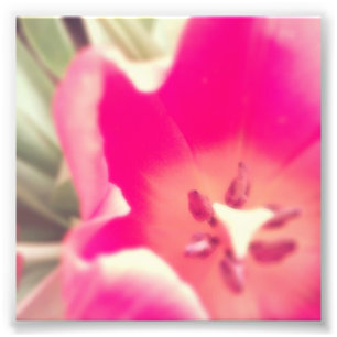 Foto Anatomia da tulipa