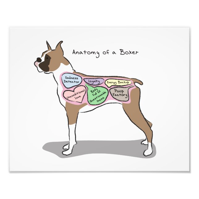 Foto Anatomia de um Boxer - Impressão (Frente)