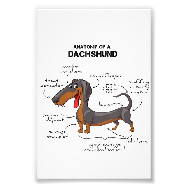 Foto Anatomia De Um Dachshund - Cachorro Engraçado (Frente)