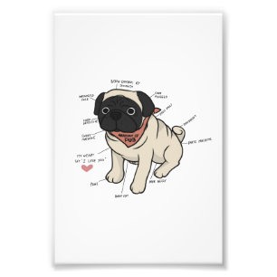 Foto Anatomia Do Gráfico De Cães Pug