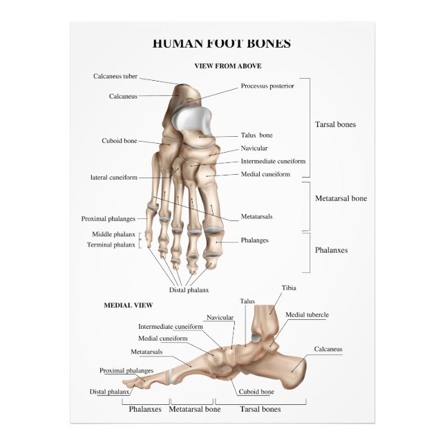 Foto Anatomia dos Ossos do Pé (Frente)