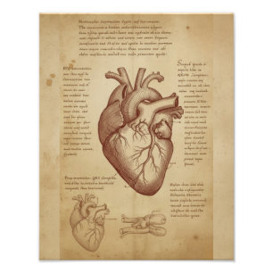 Foto Anatomia Educacional do Coração Humano Vintage
