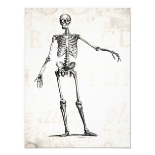 Foto Anatomia retro de esqueleto dos esqueletos dos