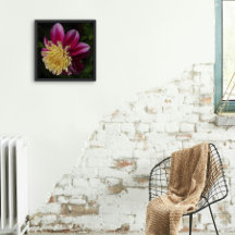 Anemone rosa Dahlia Bloom Floral