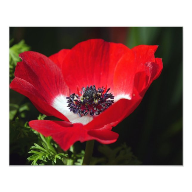 Foto Anemone Vermelho (Frente)