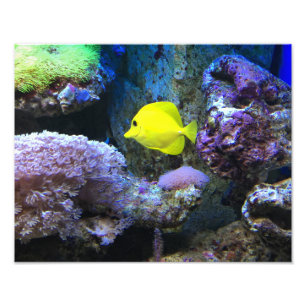 Foto Angelfish amarelo