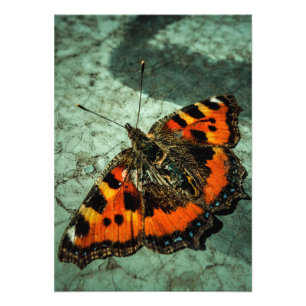 Foto Aniversário da borboleta