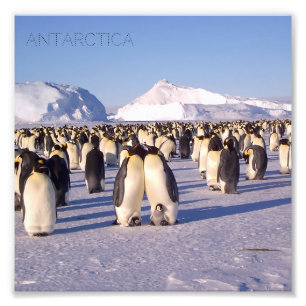Foto Antártica, bando de pinguins fotografados