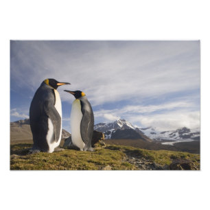 Foto Antártica, Ilha da Geórgia do Sul (Reino Unido), R