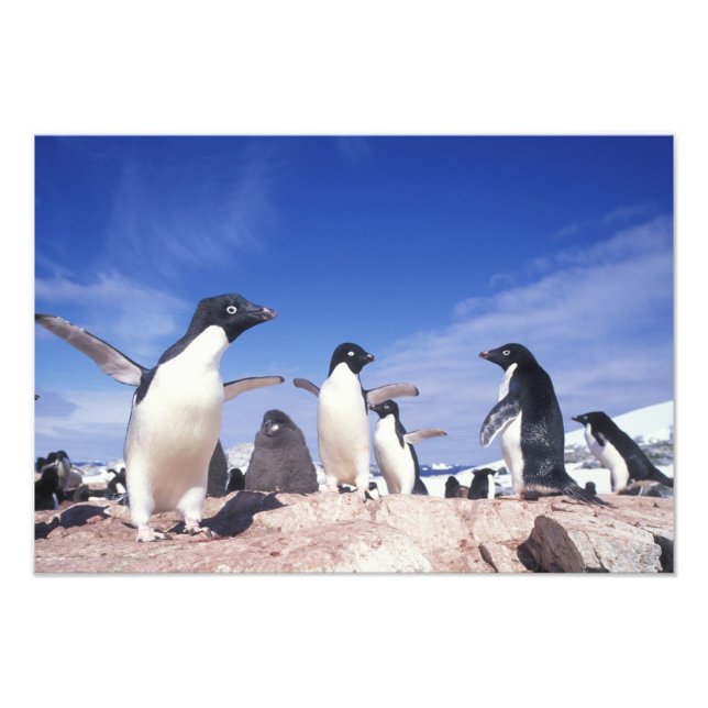 Foto Antártida, Pinguim-de-adélia Pygoscelis (Frente)
