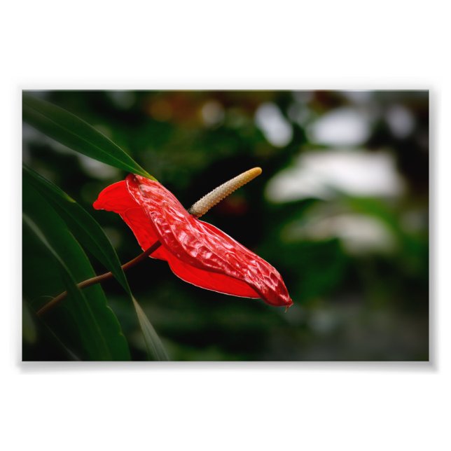 Foto Anthurium Tropical Laceleaf Tailflower (Frente)