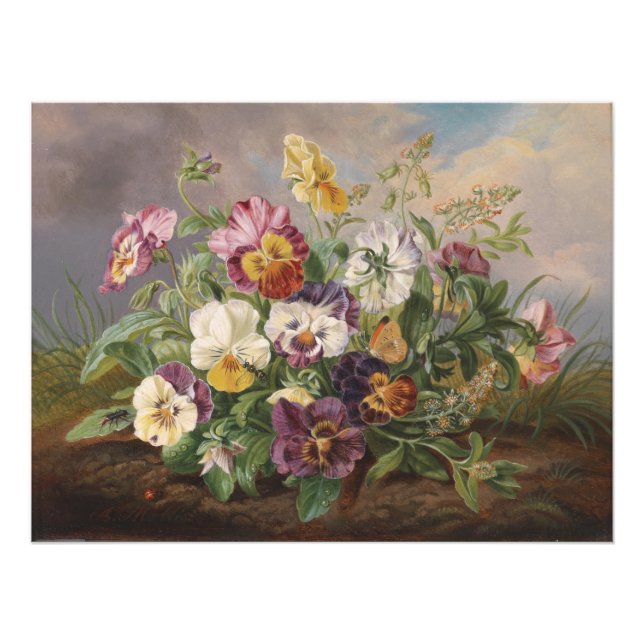 Foto Anton Mollis Vintage Pansy (Frente)