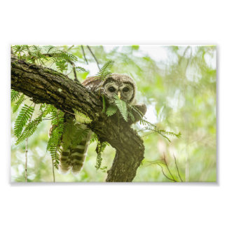 Foto Apenas uma espiada