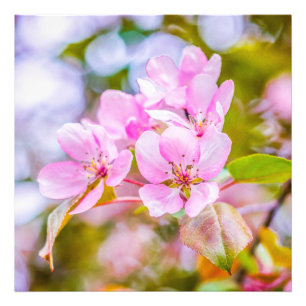 Foto Apple cor-de-rosa floresce