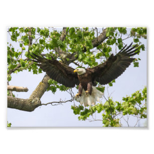 Foto Aproximação de aterragem de Eagle