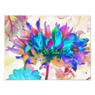 Foto Aquarela Atormentada Rainbow Cactus Dahlia