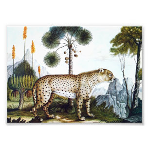 Foto Aquarela de um Chita (Zotl)