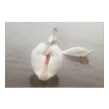 Aquarelas Modernas Elegantes Cisnes no Danúbio