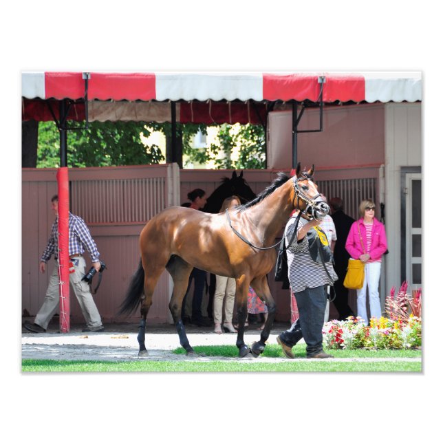 Foto Aqui Vem Rosie - Saratoga Paddock (Frente)