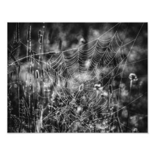 Foto Aranha-Aranha Preta e Branco Natureza Bela-Arte