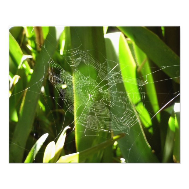 Foto Aranha-do-mar na Natureza das Folhas Tropicais (Frente)