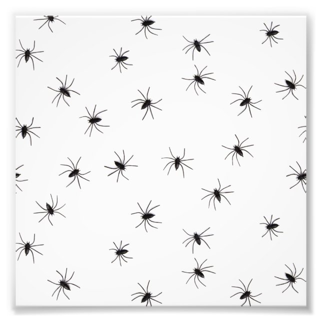 Foto Aranhas (Frente)