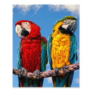 Foto Arara azul e amarela e arara-escarlate
