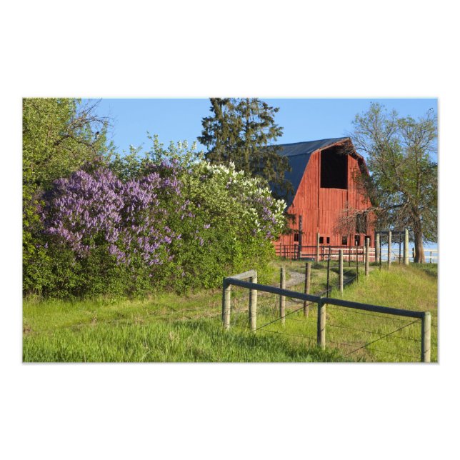 Foto Arbustos lilás em floração e pincéis nas árvores (Frente)