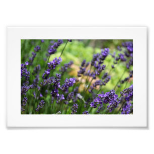 Foto Área de Lavanda