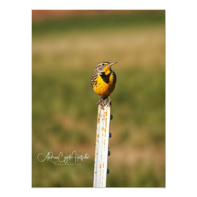 Foto Arizona Meadow Lark (Frente)