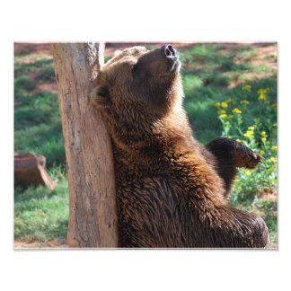 Foto Arrancamento do Urso