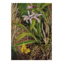 Arte Botânica de Orquídea Tropical