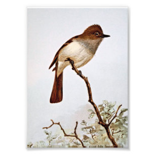 Foto Arte com crista do vintage do Flycatcher