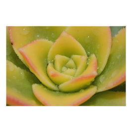 Foto Arte de Parede de Impressão de Suculenta Roseta Ve