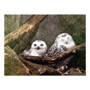 Foto Arte de vida selvagem da floresta com casal de cor