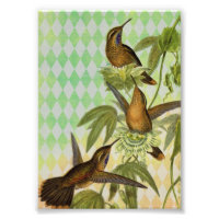 Arte Digital Hummingbird