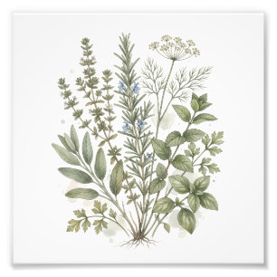 Foto Arte em aquarela de ervas culinárias vintage