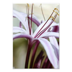 Foto Arte Fotográfico Botânico de Flor de Lírio Rosa Su