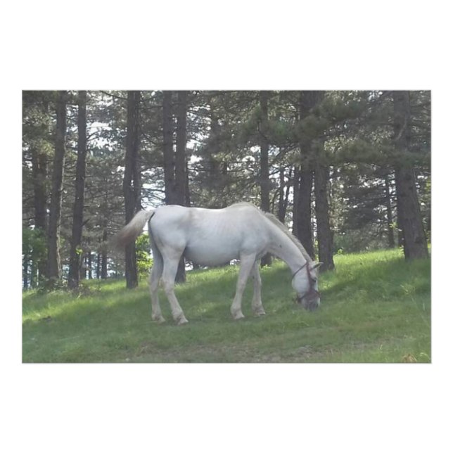 Foto Arte Original de Cavalo Branco Bonito e Elegante (Frente)