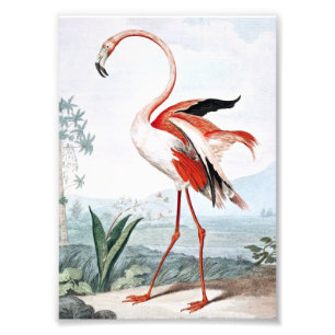 Foto Arte Vintage de Pássaro Flamingo Rosa