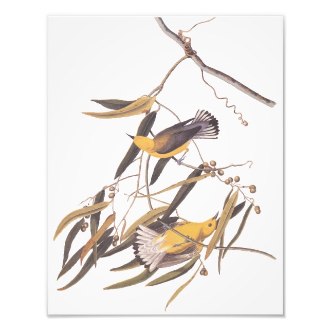 Foto Arte Vintage do Papa-Capim-de-Audubon (Frente)