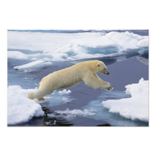 Foto Ártico, Svalbard, Urso Polar estendendo