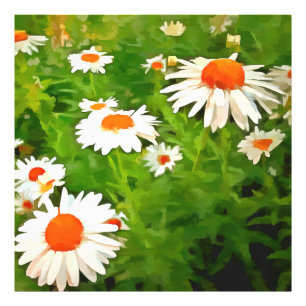 Foto Artista Brilhante Colorido White Garden Daisies v4
