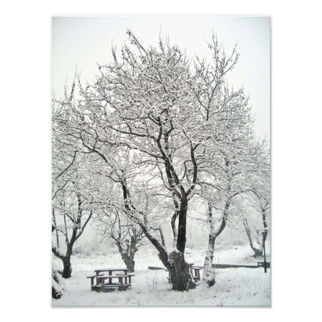 Foto árvore (Frente)