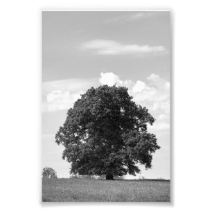 Foto Árvore antiga