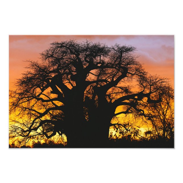 Foto Árvore baobá africana, Adansonia digitata, (Frente)