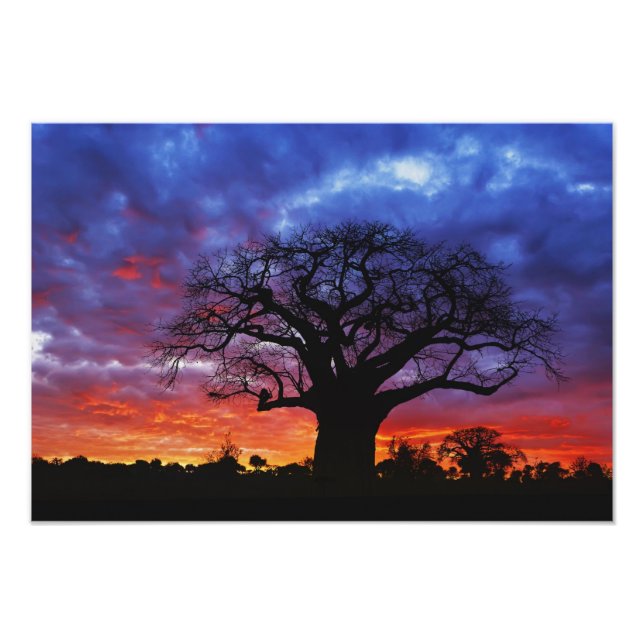Foto Árvore baobá africana, Adansonia digitata, 2 (Frente)