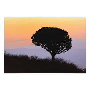 Foto Árvore Candelabro silhuetada ao nascer do sol,