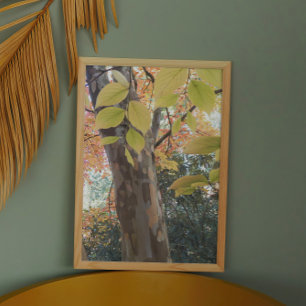 Foto Árvore Colorida de Stewartia Japonesa